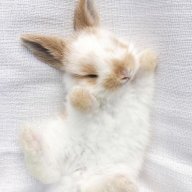 GK Bunny