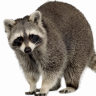 le RACCOON