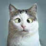 CHAT