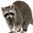 le RACCOON