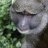Ape