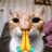 majcat